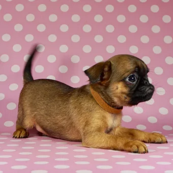Puppy 1