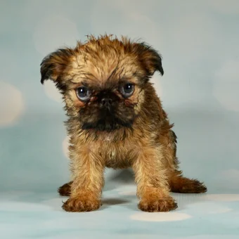 Puppy 3