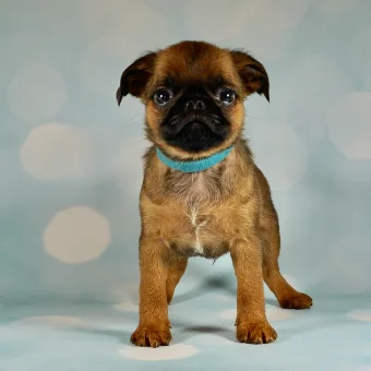 Puppy 1