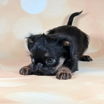 Bean