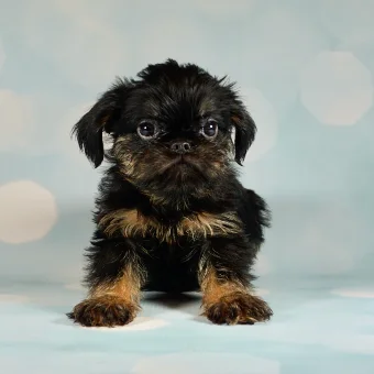 Puppy 2
