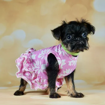 Puppy 2