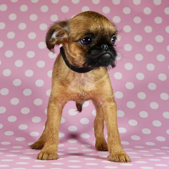 Puppy 2