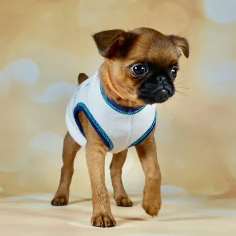 Puppy 1