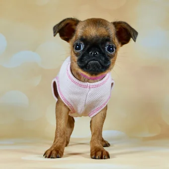 Puppy 3