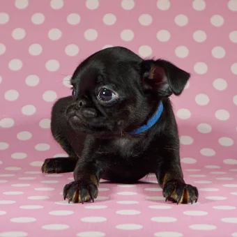 Puppy 3