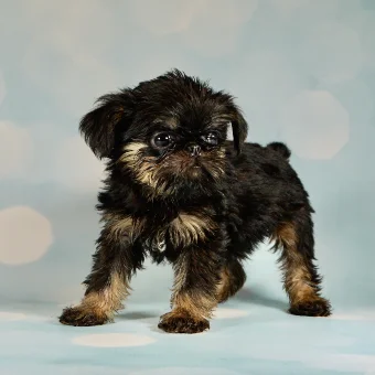 Puppy 6
