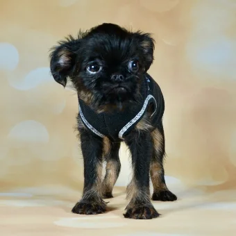 Puppy 4