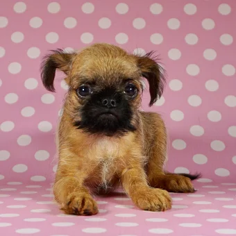 Puppy 4