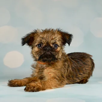 Puppy 4