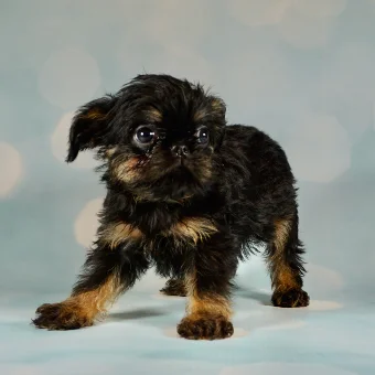 Puppy 5