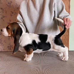 Millie