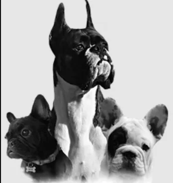 Cedar Boxers and French Bulldogs