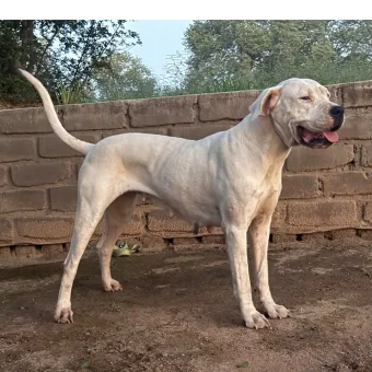 Kali