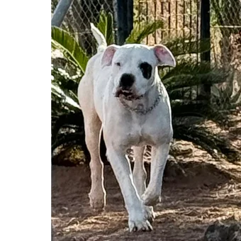 Pablo
