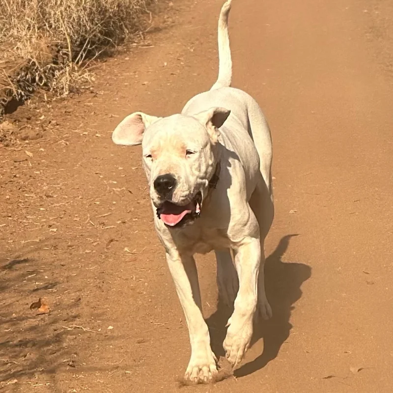 Kali