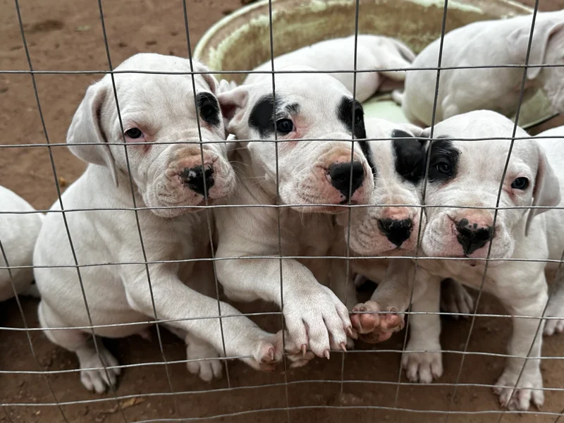 Some of the main breeding sires and dams in our program and some of the other Dogos produced — photo 2