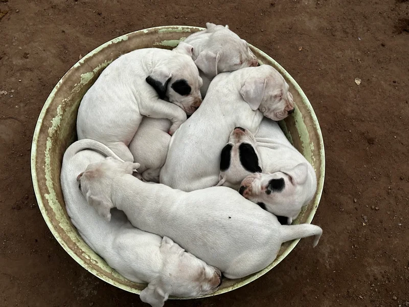 Some of the main breeding sires and dams in our program and some of the other Dogos produced — photo 4
