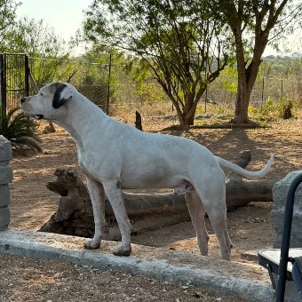 Tsotsi