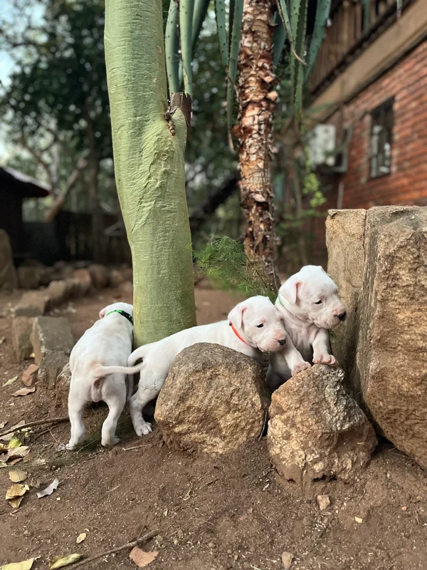 Some of the main breeding sires and dams in our program and some of the other Dogos produced — photo 6