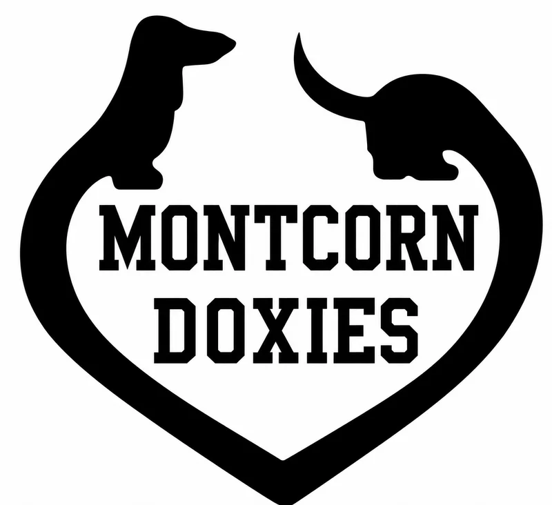 Montcorn Doxies- Dachshund Puppies